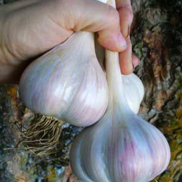 Un soi românesc, printre cele mai cultivate în SUA 