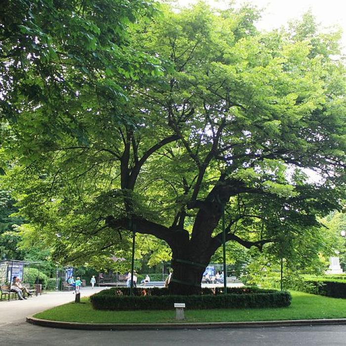 Un lăstar din teiul lui Eminescu, plantat la Viena