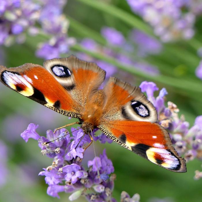 Germania: Ucizi un fluture sau un melc, plătești 50 000 euro amendă 