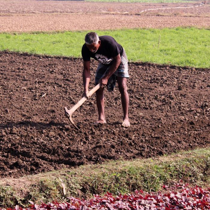 Românii simpli și muncitori salvează Europa. Reuters: Producția agricolă din România ar putea salva UE 