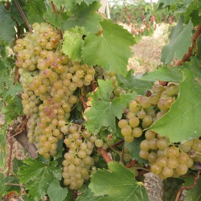 Colaborare între La Rioja și Buzău, în domeniile agricultură și turism