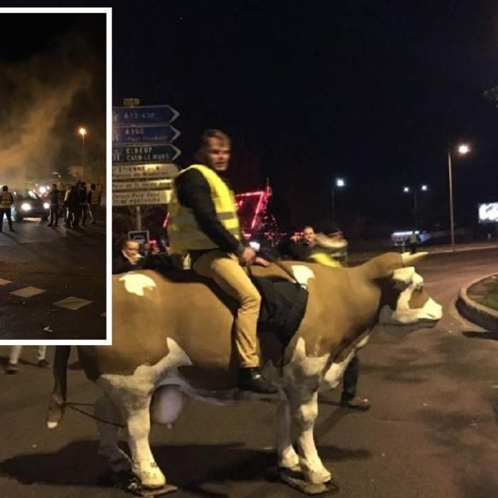 Franța. Șofer ROMÂN atacat de „vestele galbene” călare pe vaci