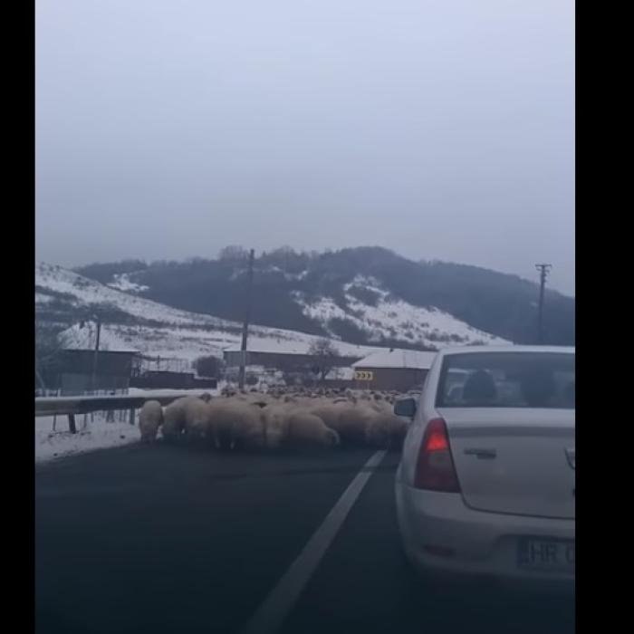 TRAFIC BLOCAT de o turmă de oi. Mioarele LINGEAU SAREA de pe asfalt (VIDEO)