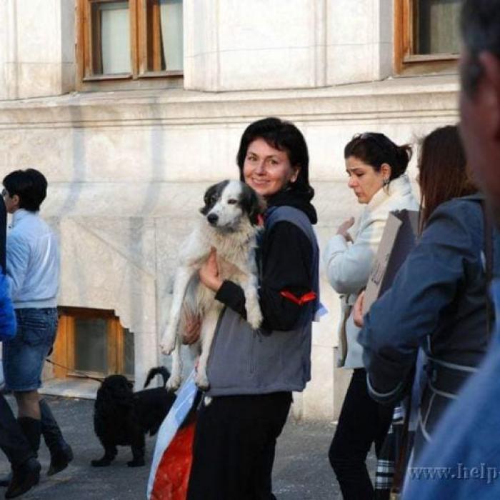 AJUTOR. Câinele PROTESTATAR din Galaţi îşi caută STĂPÂN