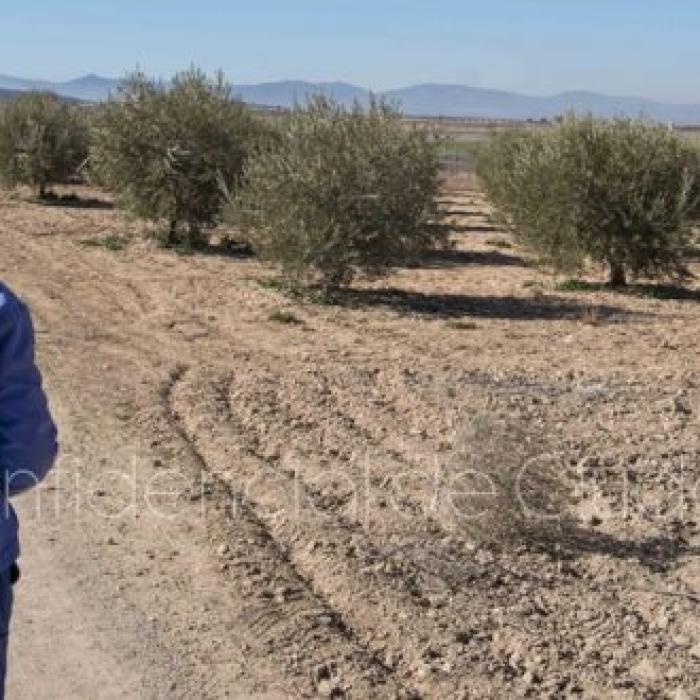 Spania. Un ROMÂN i-a TĂIAT GÂTUL unui spaniol și l-a ABANDONAT într-o livadă de măslini