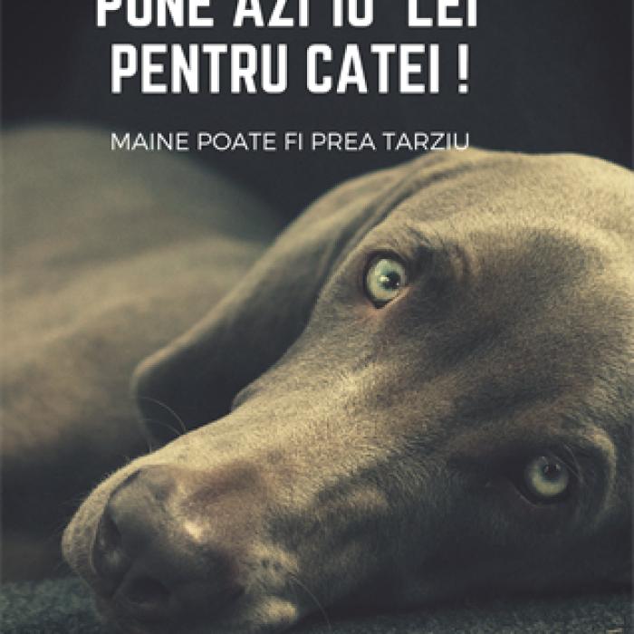 Un proiect veterinar UNICAT lângă București. Tratament GRATUIT pentru câinii și pisicile fără stâpâni sau cei cu familii nevoiașe