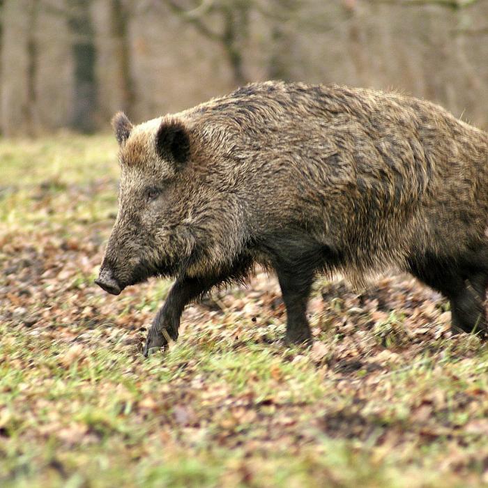 Prahova. Jandarmii, ATACAȚI de un porc mistreț