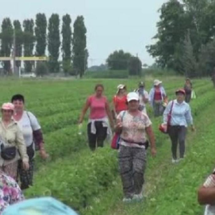 Diferențele dintre muncitorii ROMÂNI și ITALIENI. Patron: „A, te doare spatele?”