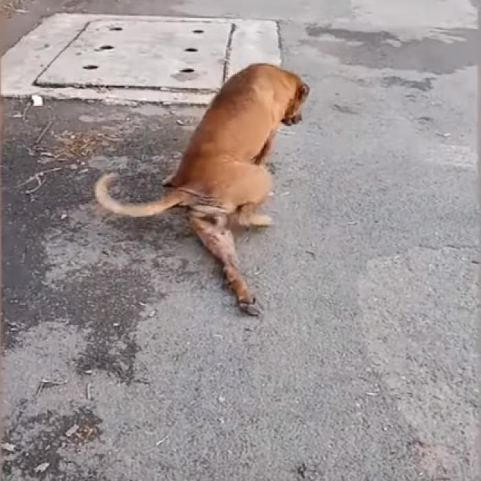 Imagini INCREDIBILE. Un câine se preface RĂNIT pentru a primi mâncare 