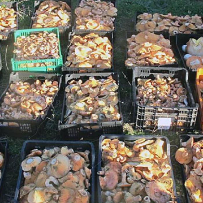 Spania. 9 români au muncit DEGEBA: polițiștii le-au CONFISCAT 390 de kilograme de ciuperci