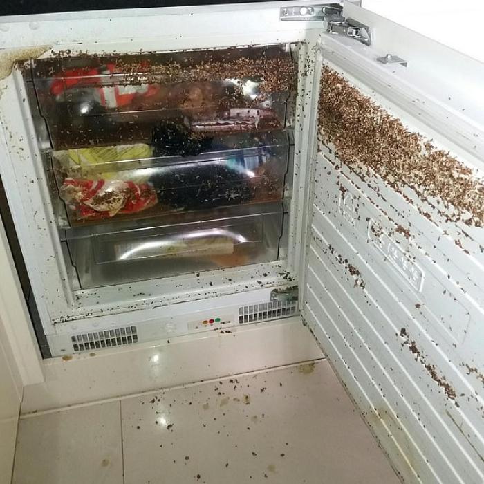 Marea Britanie: A lăsat casa plină de viermi și datorii de mii de lire. Chiriaș român, căutat în toată Europa