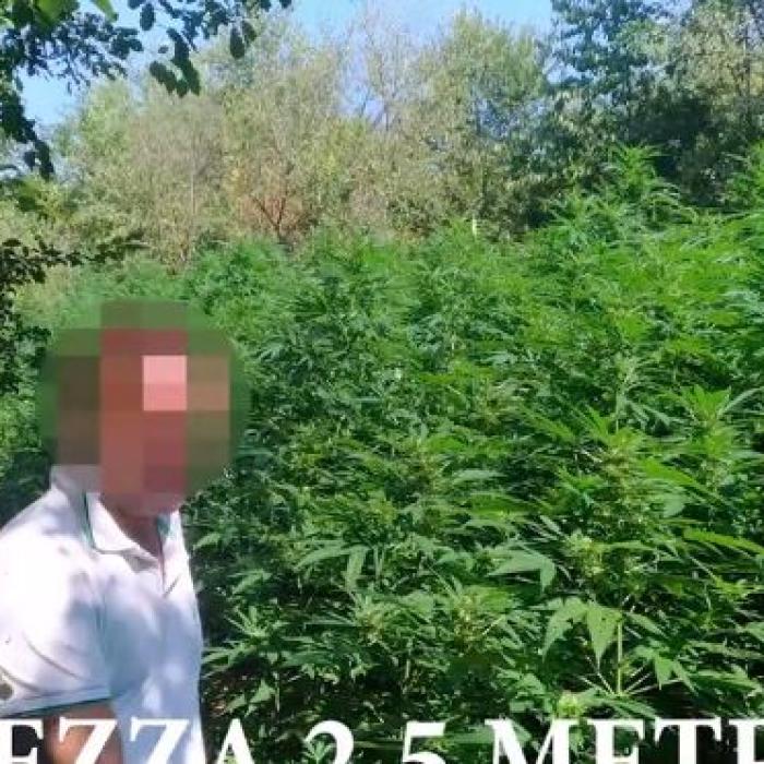 Italia. Droguri în valoare de 25 de milioane de euro, confiscate de carabinieri de la un român