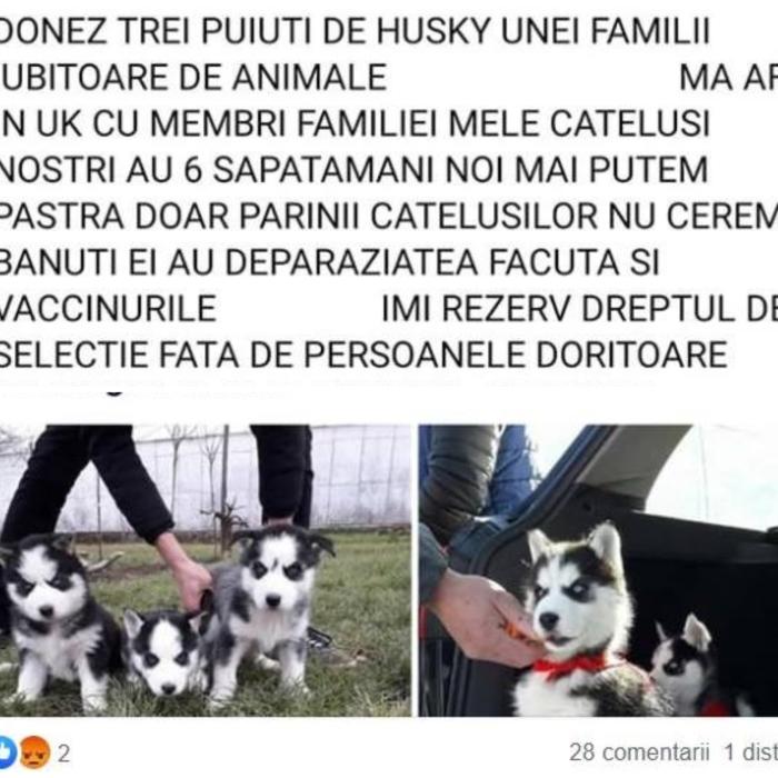 Escrocheria "Donez căței" face ravagii în Marea Britanie. Atenție, români! 