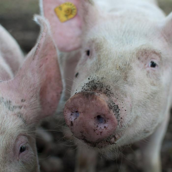 Vești proaste pentru români. Ce s-ar putea întâmpla cu carnea de porc din cauza pestei porcine