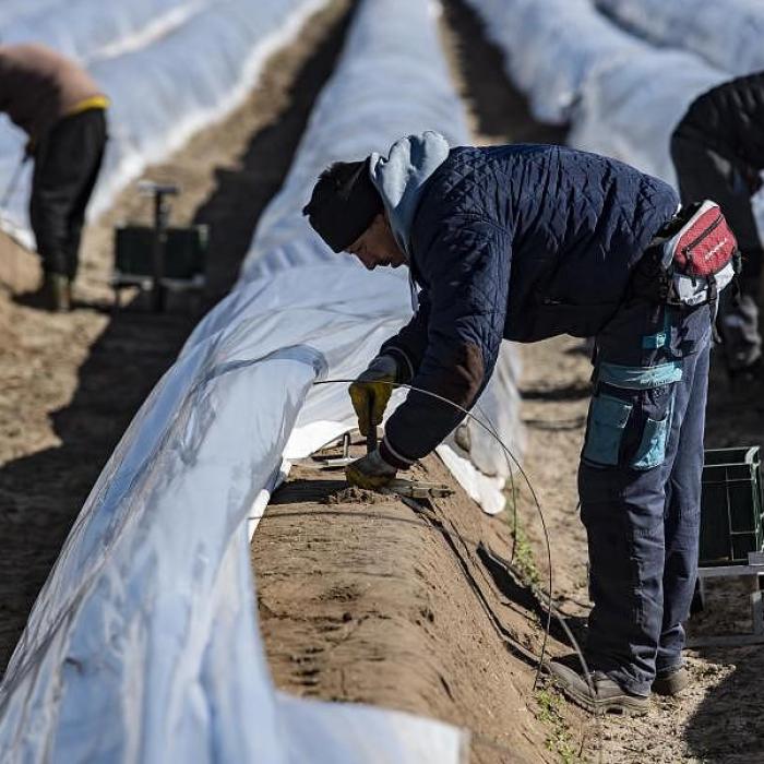 Germania. Fermierii, conflict cu guvernul federal pentru muncitorii ROMÂNI: "Vom face un efort IMENS"