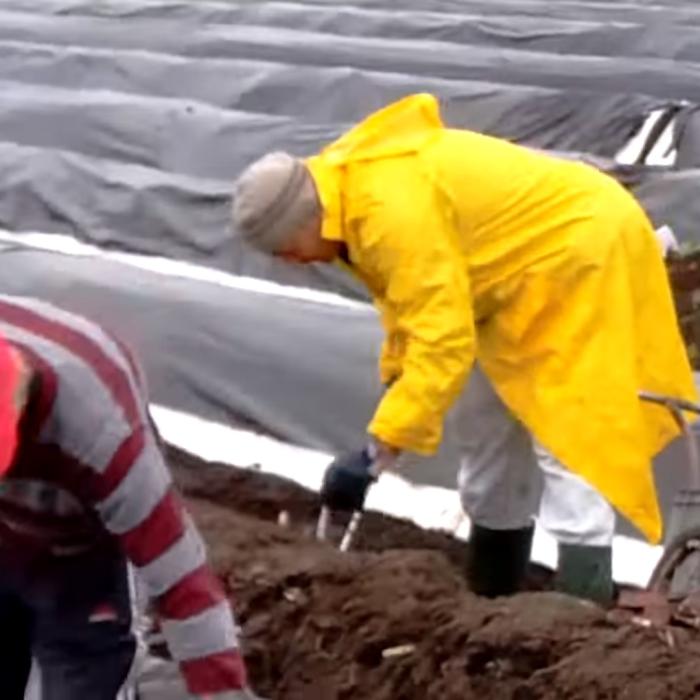 Germania. O româncă plecată la cules de sparanghel: „Vrem acasă! Nu vrem să murim aici pe capete!”