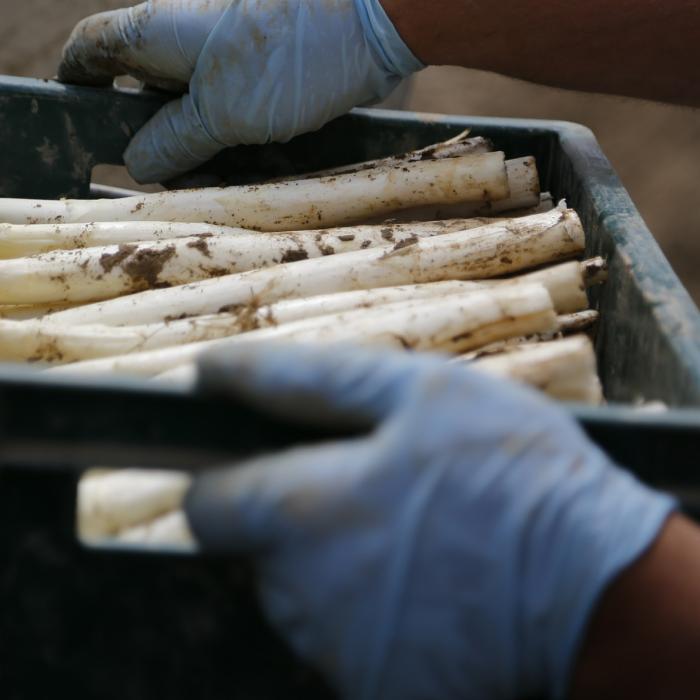 Afacere garantată: Ce profit au patronii nemți care cultivă sparanghel