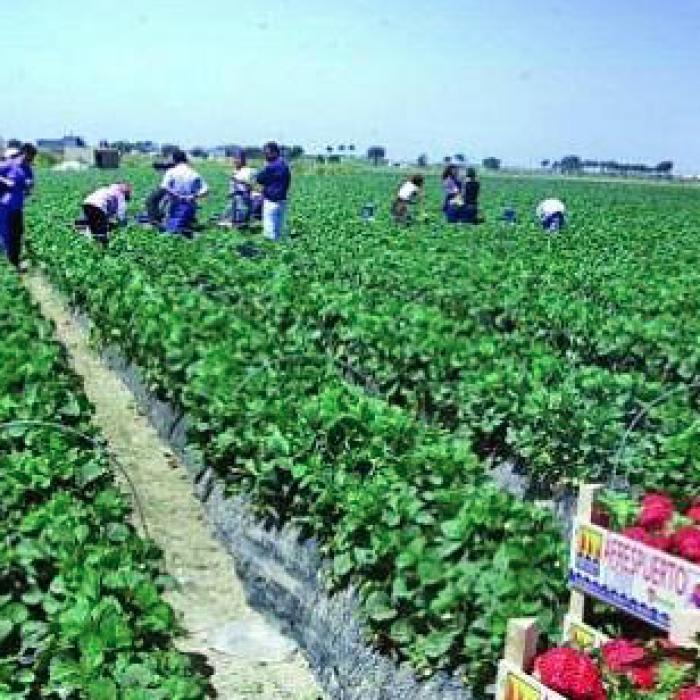 Italia cheamă românii la lucru. Cum vor putea merge sezonierii la muncă în agricultură