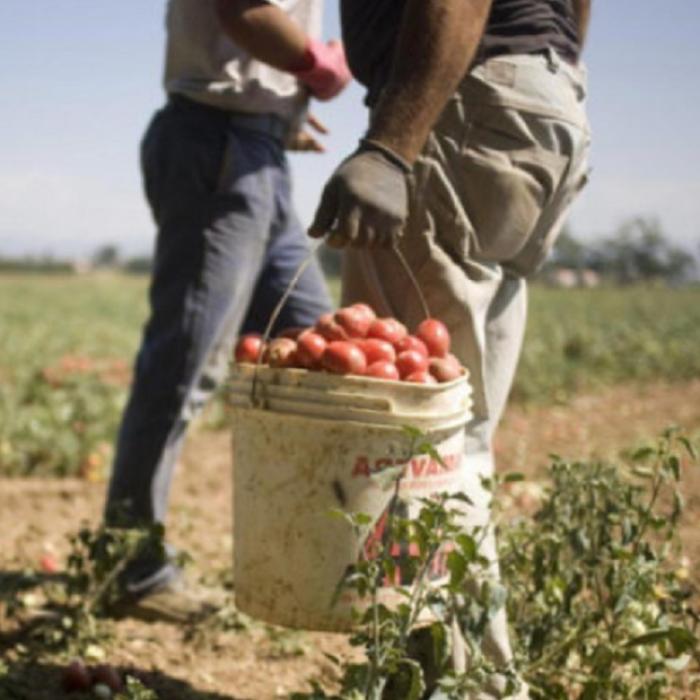 Fermierii italieni, îngrijorați că rămân cu legumele pe câmp: "Românii preferă Germania și Marea Britanie" 