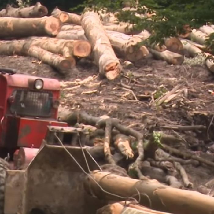 Se înființează „DNA - ul Pădurilor”: Legea, aprobată de Camera Deputaților