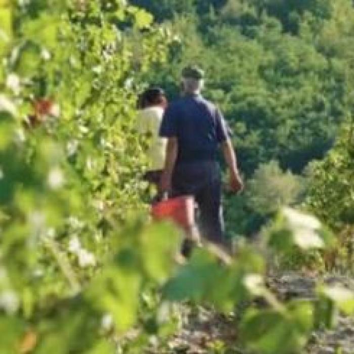 Italia. Şapte muncitori ROMÂNI, exploatați de angajator. Lucrau ILEGAL pentru patronul italian