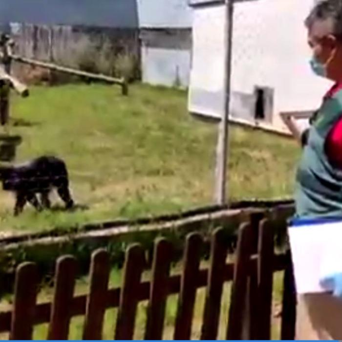 Spania. 3 români acuzați de  furtul a două maimuțe scumpe dintr-un Zoo
