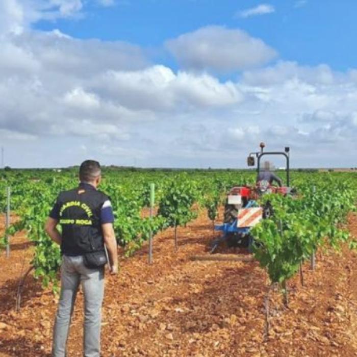 Spania. Muncitori români "la negru", descoperiți pe o plantație din provincia Badajoz