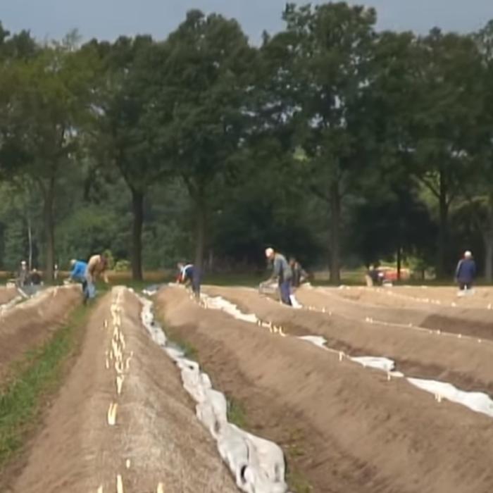 Germania. În atenţia lucrătorilor SEZONIERI din agricultură: Noi măsuri ADOPTATE de Guvern. Se vor aplica până la finalul anului