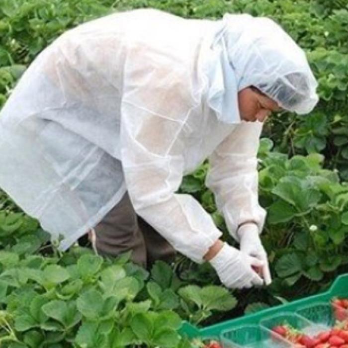 MAE, anunț despre existența românilor infectați cu noul coronavirus în fermele din Catalonia, Spania
