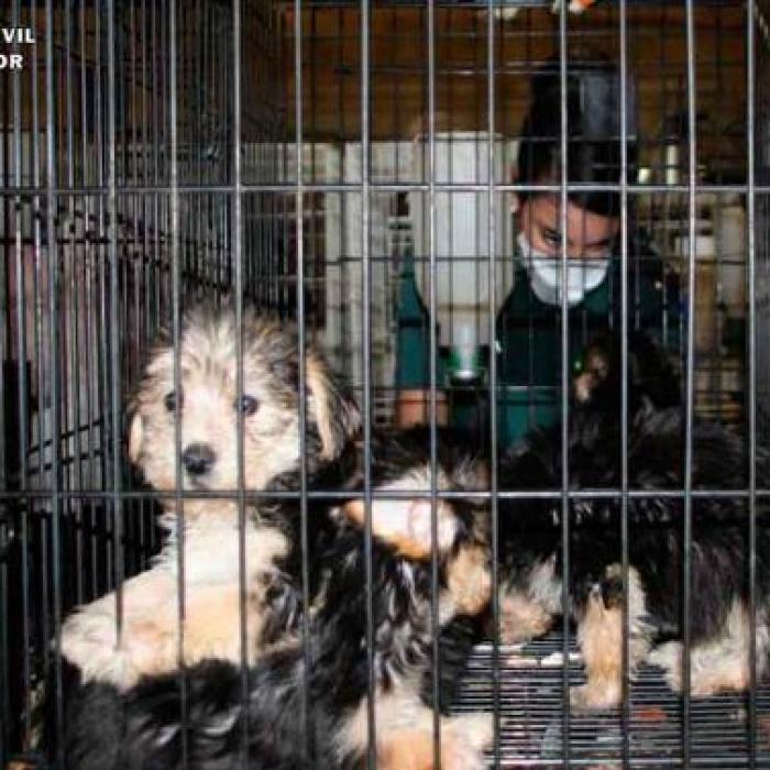 Spania. Sute de câini, în condiţii precare, într-o fermă ilegală, deţinută de o româncă