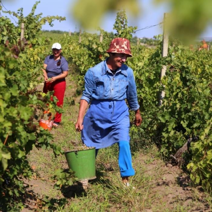 Italia. 100.000 de muncitori români riscă să nu mai ajungă în podgorii. Viticultorii sunt disperați: „Îi testăm noi, gratis“