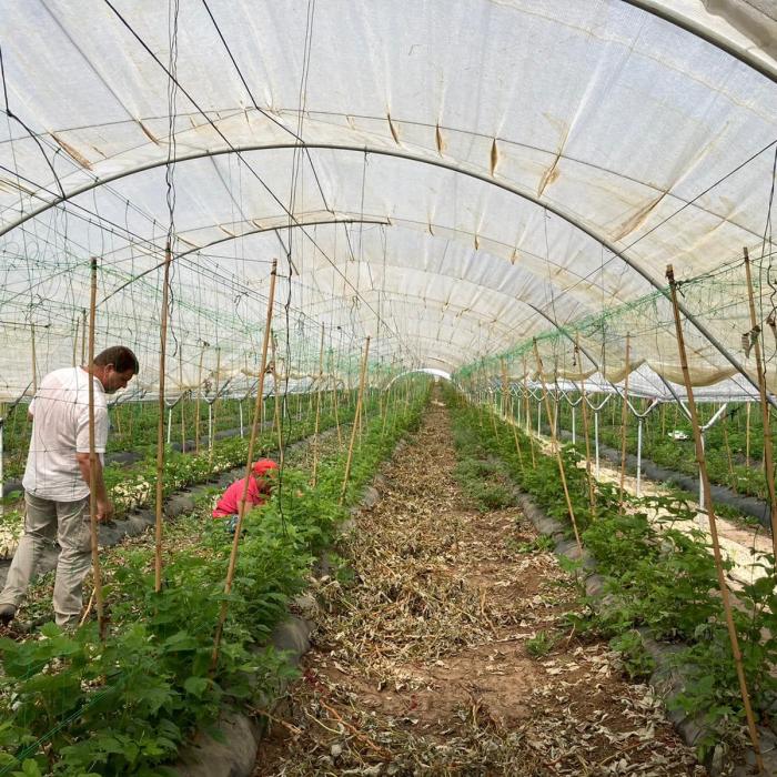 APEL pentru agricultorii români din partea ministerelor din Franţa şi România. Cu ce propuneri vin instituţiile