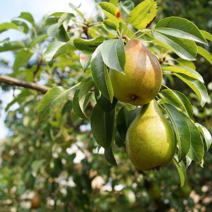Cultivatorii de pere din Belgia sunt disperați: Aproape 75% din lucrătorii români nu mai vin anul acesta la muncă