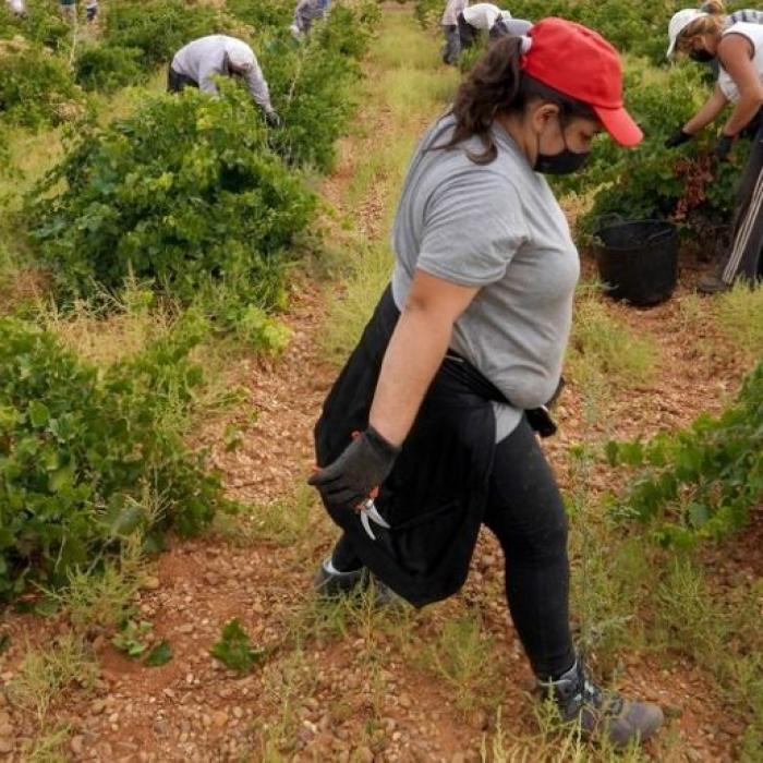 Spania. Testul rezistenţei pentru români. Adună strugurii purtând mască la temperaturi extreme