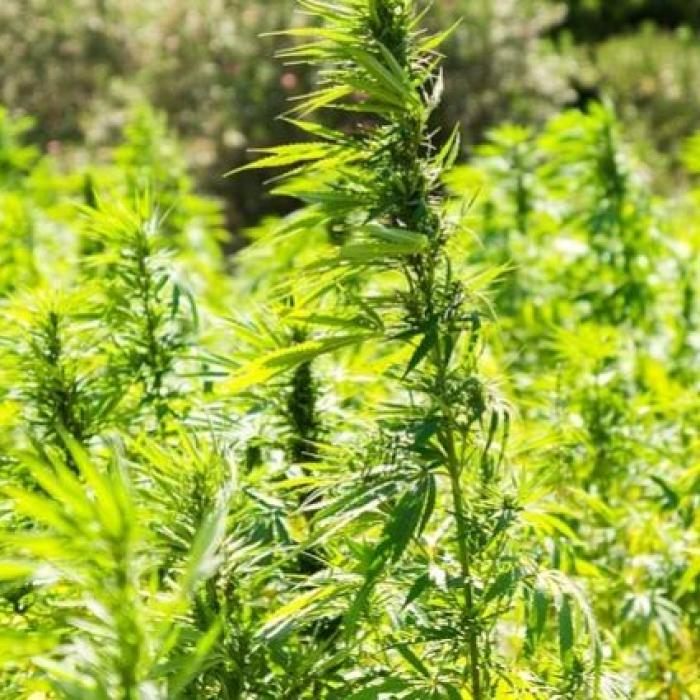 Italia. Plantaţii enorme de canabis găsite în Sardinia şi Sicilia. Una dintre ele, descoperită de un poliţist care îşi plimba câinele