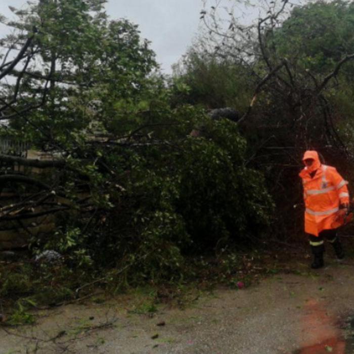 Român mort la locul de muncă, după ce a fost strivit de un copac