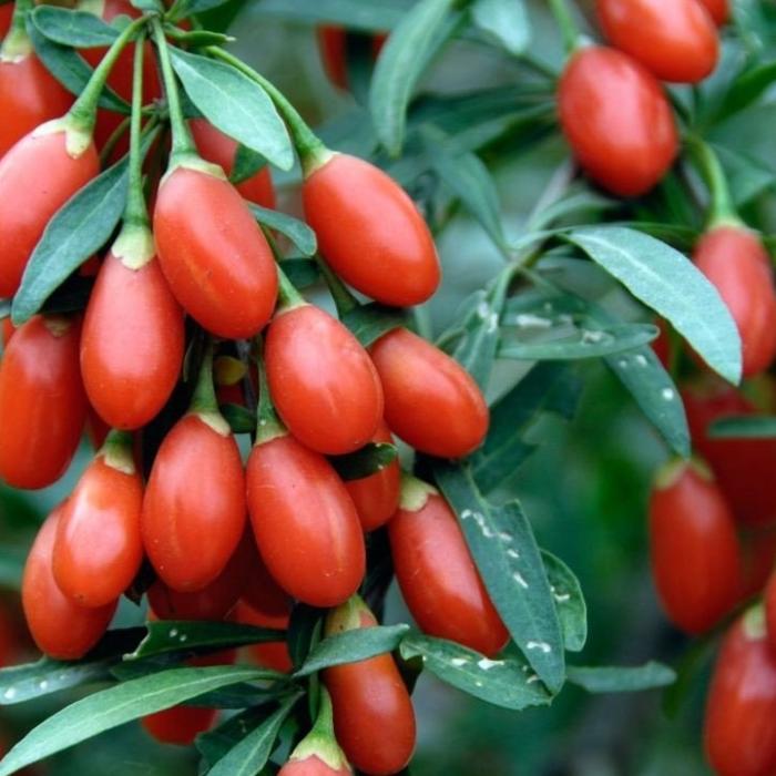 Idei pentru românii care se întorc în ţară: plantaţii de Goji