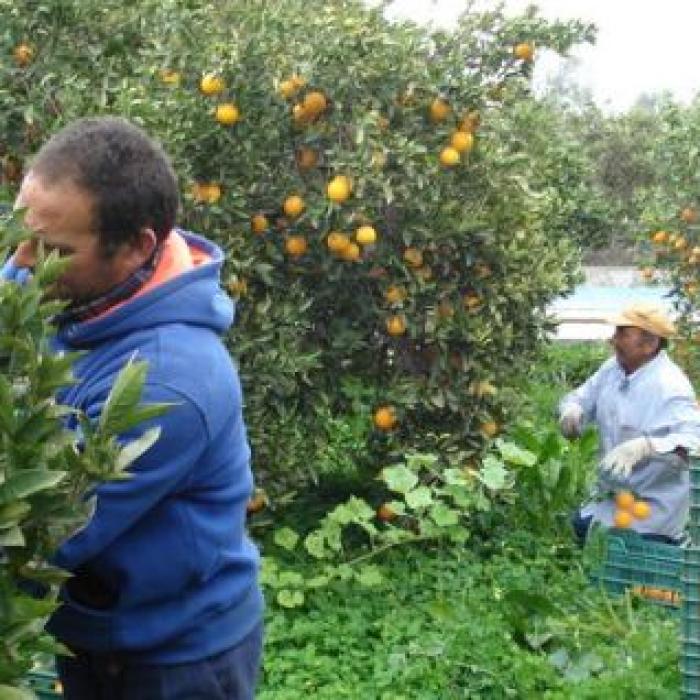 MUNCITORI, angajaţi de un cuplu de ROMÂNI, SCLAVI pe PLANTAȚIILE din SPANIA