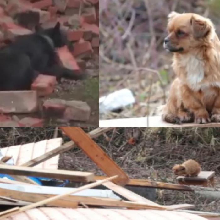Câinii își așteaptă stăpânii lângă casele prăbușite după cutremurele devastatoare din Croația