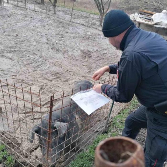 Italia. Român, AMENDAT cu 40.000 de euro pentru că a crescut porci ILEGAL. Poliția i-a confiscat și animalele