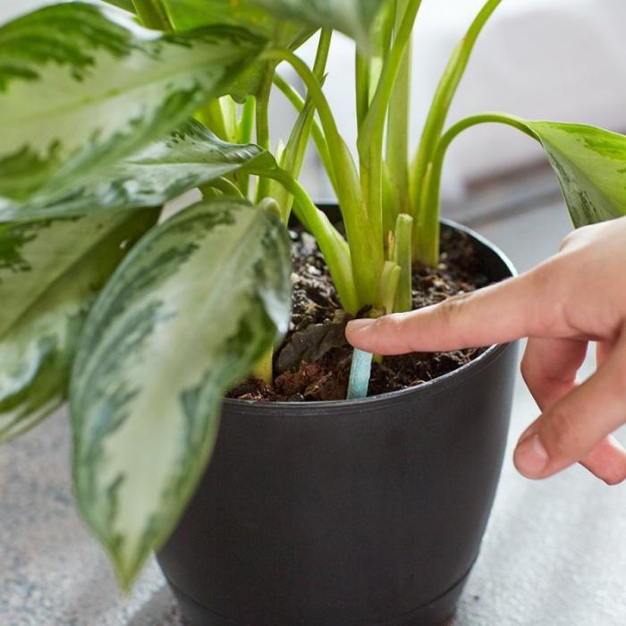 Trucuri pentru îngrijirea corectă a plantelor de interior. Iată unde greșiți