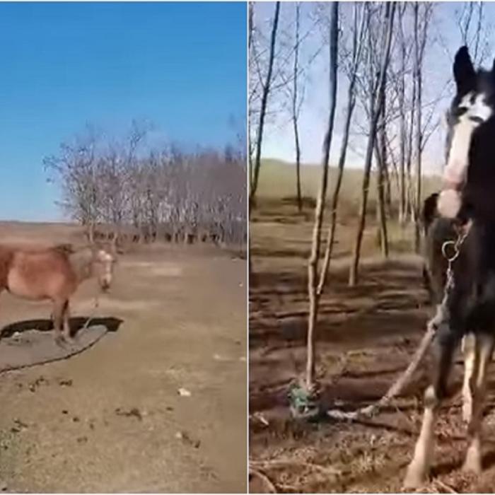 Imagini șocante! 40 de cai legaţi, care par maltrataţi şi slab hrăniţi, filmaţi pe marginea lacului Zarguzon din Techirghiol (VIDEO)