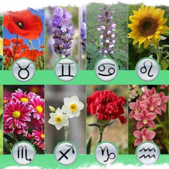 Zodiac FLORAL, cel mai gingaș horoscop: Află care este floarea zodiei tale și caracteristicile care o definesc