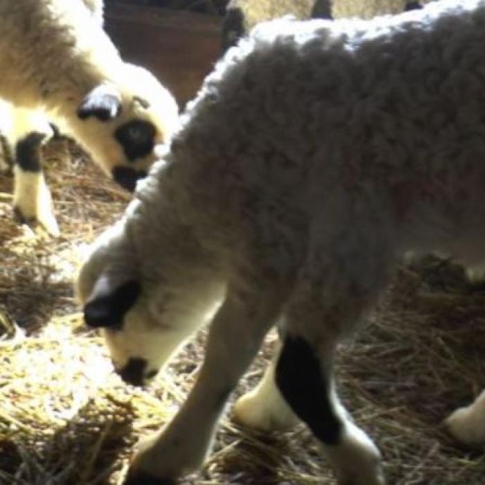 Miel cu cinci picioare într-o fermă din Suceava. Localnici cred că este un semn rău 