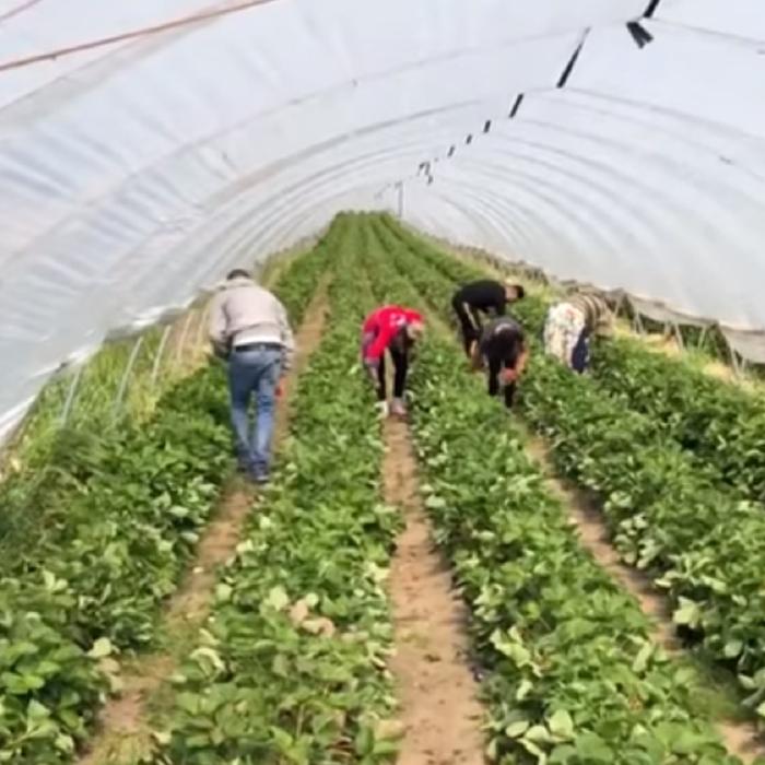 Ambasada României în Franța, anunţ pentru sezonieri