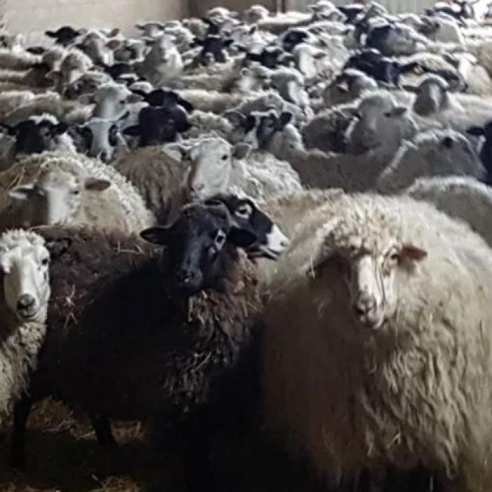 Un fermier român și-a făcut dreptate. A ucis 11 oi şi a rănit alte patru, cu tractorul 