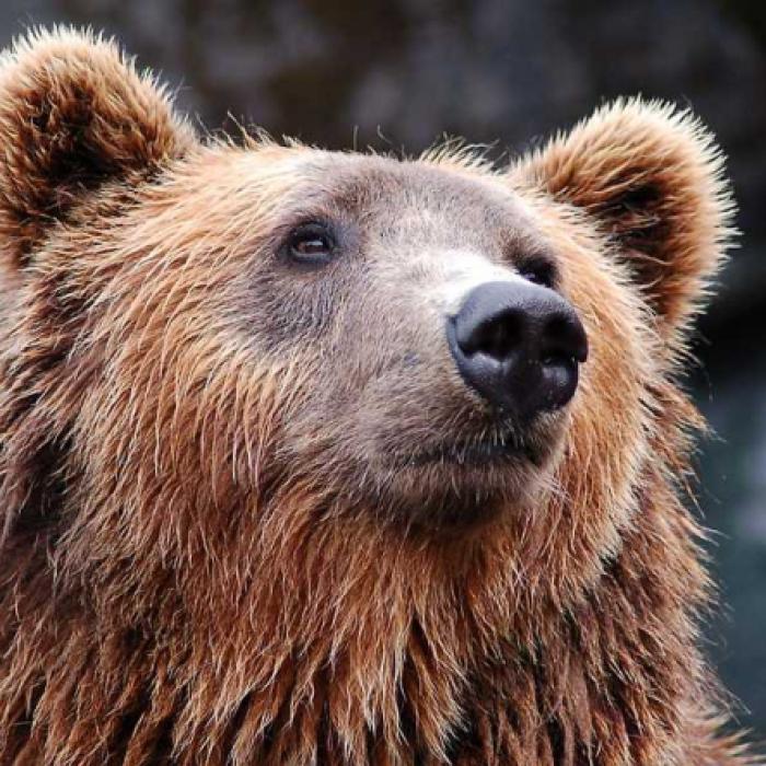 Arthur, "Regele urşilor" din România, în presa internaţională. Ce scriu ziarele despre Prinţul de Liechtenstein