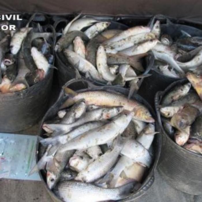 Spania. Doi pescari români au rămas fără peștele prins ilegal. Garda Civilă a confiscat 125 de kilograme de biban