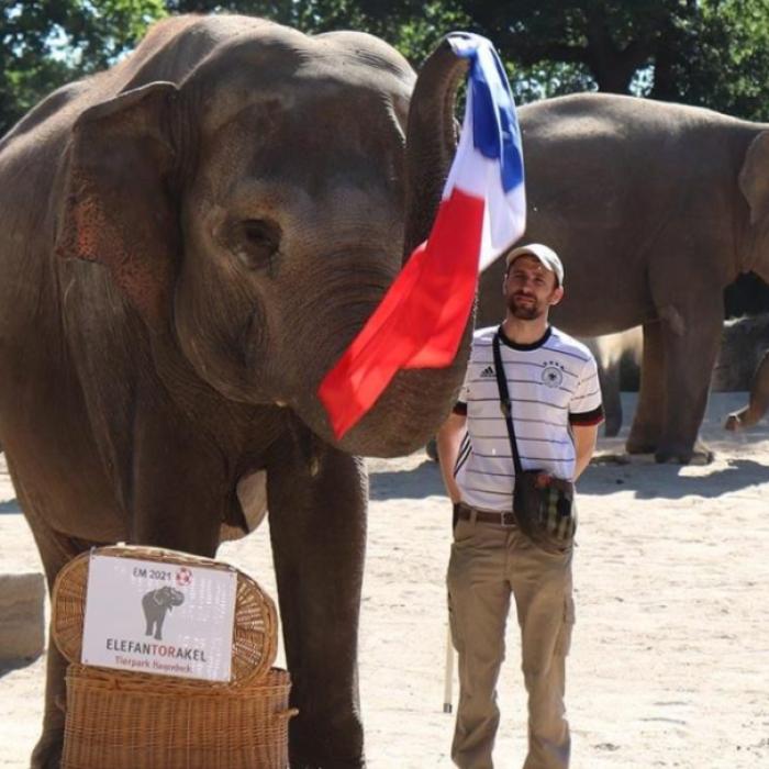 EURO 2020. Un elefant "spiritist" din Hamburg a prezis că Franţa va câştiga meciul cu Germania