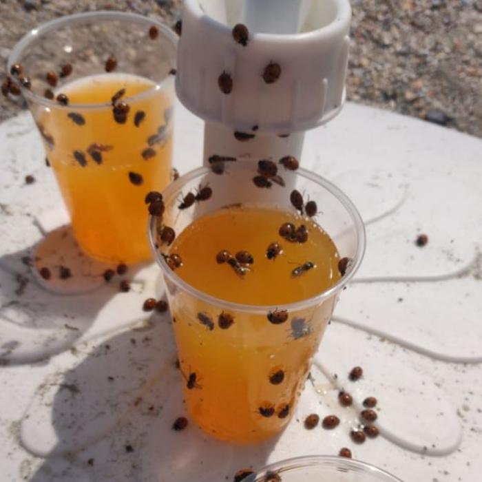 Invazie de buburuze pe plajele din Mamaia. Biolog: Este vorba despre o specie autohtonă